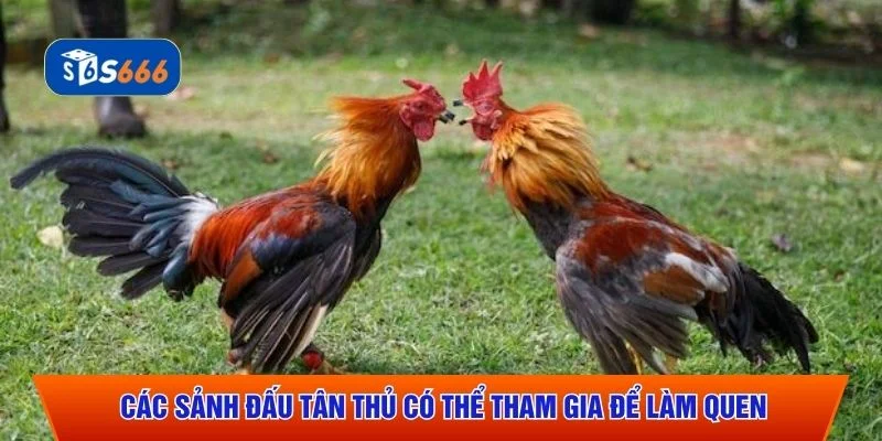 Các sảnh đấu tân thủ có thể tham gia để làm quen
