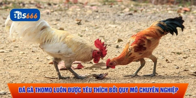 Đá gà Thomo luôn được yêu thích bởi quy mô chuyên nghiệp
