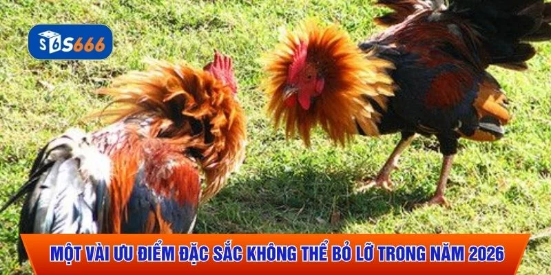 Một vài ưu điểm đặc sắc không thể bỏ lỡ trong năm 2026