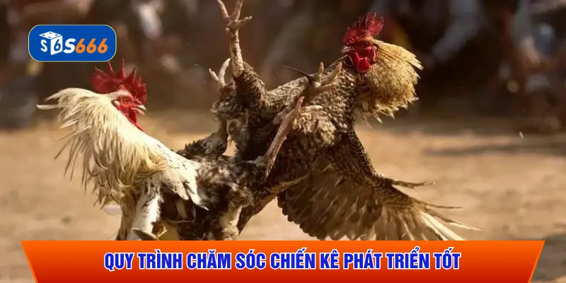 Quy trình chăm sóc chiến kê phát triển tốt